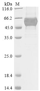 Greater than 85% as determined by SDS-PAGE.Recombinant Arabidopsis Thaliana Udp-Glycosyltransferase 88A1 (UGT88A1) Protein (His&Myc)