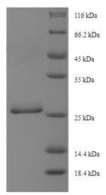 Greater than 90% as determined by SDS-PAGE.