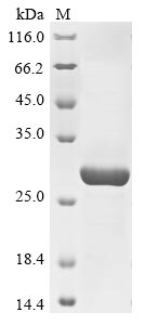 Greater than 85% as determined by SDS-PAGE.Recombinant Human Neutral Ceramidase (ASAH2) Protein (His)