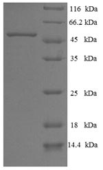 Greater than 90% as determined by SDS-PAGE.