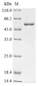 Greater than 85% as determined by SDS-PAGE.Recombinant Human Transmembrane Protease Serine 4 (TMPRSS4) Protein (His&Myc)