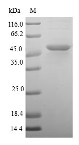 Greater than 90% as determined by SDS-PAGE.Recombinant Human Dual Specificity Protein Phosphatase 22 (DUSP22) Protein (GST)