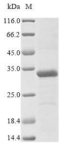 Greater than 85% as determined by SDS-PAGE.Recombinant Human Three-Prime Repair Exonuclease 1 (TREX1) Protein (His&Myc)