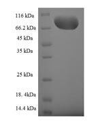 Greater than 90% as determined by SDS-PAGE.