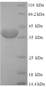 Greater than 90% as determined by SDS-PAGE.