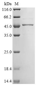 Greater than 85% as determined by SDS-PAGE.