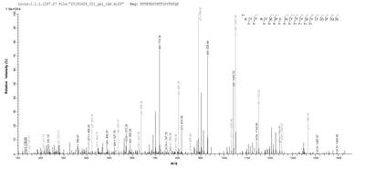 Based on the SEQUEST from database of E.coli host and target protein, the LC-MS/MS Analysis result of this product could indicate that this peptide derived from E.coli-expressed Homo sapiens (Human) DCAF16.Recombinant Human Ddb1- And Cul4-Associated Factor 16 (DCAF16) Protein (His&Myc)