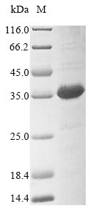 Greater than 85% as determined by SDS-PAGE.Recombinant Human Ddb1- And Cul4-Associated Factor 16 (DCAF16) Protein (His&Myc)