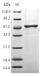 Greater than 90% as determined by SDS-PAGE.