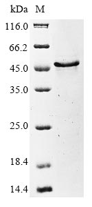 Greater than 85% as determined by SDS-PAGE.Recombinant Human Herpesvirus 6B Glycoprotein Q1 (U100) Protein (His&Myc)