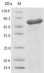 Greater than 90% as determined by SDS-PAGE.