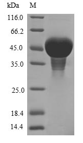 Greater than 85% as determined by SDS-PAGE.Recombinant Pisum Sativum Zinc Finger Ccch Domain-Containing Protein Zfn-Like Protein (His&Myc)