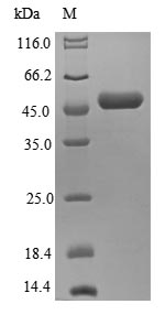 Greater than 85% as determined by SDS-PAGE.