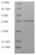 Greater than 90% as determined by SDS-PAGE.
