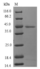 Greater than 90% as determined by SDS-PAGE.Recombinant Human Mitochondrial Fission Process Protein 1 (MTFP1) Protein (GST)