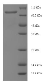 Greater than 90% as determined by SDS-PAGE.