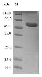 Greater than 90% as determined by SDS-PAGE.Recombinant Human Extended Synaptotagmin-1 (ESYT1) Protein (GST)