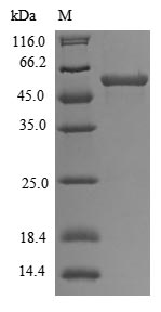 Greater than 85% as determined by SDS-PAGE.