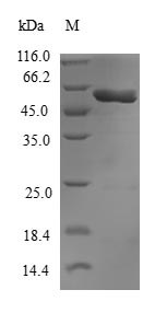 Greater than 90% as determined by SDS-PAGE.Recombinant Human Guanine Nucleotide-Binding Protein Subunit Beta-Like Protein 1 (GNB1L) Protein (GST)
