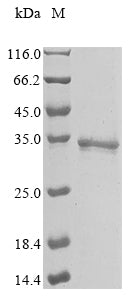 Greater than 90% as determined by SDS-PAGE.