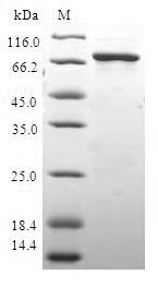 Greater than 90% as determined by SDS-PAGE.Recombinant Human Haus Augmin-Like Complex Subunit 4 (HAUS4) Protein (GST)
