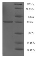 Greater than 90% as determined by SDS-PAGE.