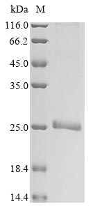 Greater than 90% as determined by SDS-PAGE.