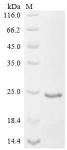 Greater than 90% as determined by SDS-PAGE.Recombinant Rat Vesicular Glutamate Transporter 2 (SLC17A6) Protein (His&Myc)