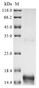 Greater than 90% as determined by SDS-PAGE.