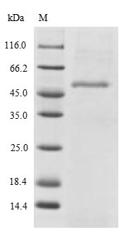 Greater than 90% as determined by SDS-PAGE.