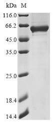 Greater than 85% as determined by SDS-PAGE.Recombinant Human Sh2B Adapter Protein 1 (SH2B1) Protein (His&Myc)