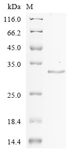 Greater than 90% as determined by SDS-PAGE.