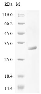 Greater than 90% as determined by SDS-PAGE.