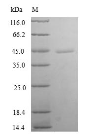 Greater than 90% as determined by SDS-PAGE.Recombinant Human Thioredoxin-Like Protein 4B (TXNL4B) Protein (GST)