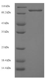 Greater than 90% as determined by SDS-PAGE.