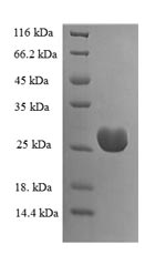 Greater than 90% as determined by SDS-PAGE.