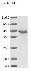 Greater than 85% as determined by SDS-PAGE.Recombinant Human A Disintegrin And Metalloproteinase With Thrombospondin Motifs 9 (ADAMTS9) Protein (His&Myc)