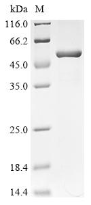 Greater than 90% as determined by SDS-PAGE.Recombinant Human Succinyl-Coa Ligase [Adp-Forming] Subunit Beta, Mitochondrial (SUCLA2) Protein (His&Myc)