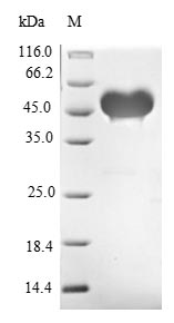 Greater than 90% as determined by SDS-PAGE.