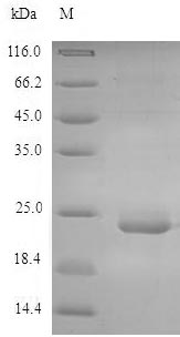 Greater than 90% as determined by SDS-PAGE.Recombinant Mouse C-Type Lectin Domain Family 4 Member E (CLEC4E) Protein (His)