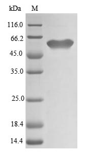 Greater than 85% as determined by SDS-PAGE.Recombinant Arabidopsis Thaliana Udp-Glycosyltransferase 78D1 (UGT78D1) Protein (His)