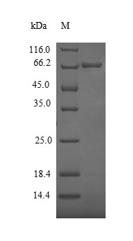 Greater than 90% as determined by SDS-PAGE.Recombinant Hesperocyparis Arizonica Pectate Lyase 1 Protein (His&Myc)