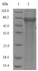 Greater than 90% as determined by SDS-PAGE.Recombinant Hesperocyparis Arizonica Pectate Lyase 1 Protein (His-GST&Myc)