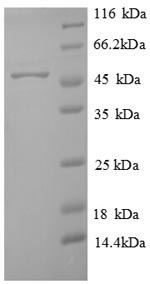 Greater than 90% as determined by SDS-PAGE.Recombinant Arabidopsis Thaliana Probable Sarcosine Oxidase (AT2G24580) Protein (His)