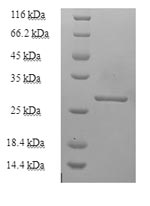 Greater than 90% as determined by SDS-PAGE.
