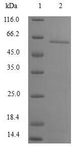 Greater than 90% as determined by SDS-PAGE.Recombinant Human Ccr4-Not Transcription Complex Subunit 8 (CNOT8) Protein (GST)