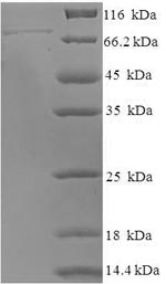 Greater than 90% as determined by SDS-PAGE.