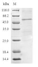 Greater than 90% as determined by SDS-PAGE.Recombinant Human Mitochondrial Import Inner Membrane Translocase Subunit Tim21 (TIMM21) Protein (GST)