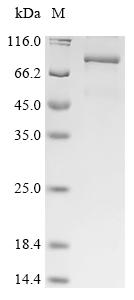 Greater than 85% as determined by SDS-PAGE.Recombinant Human Kinesin-Like Protein Kifc1 (KIFC1) Protein (His&Myc)