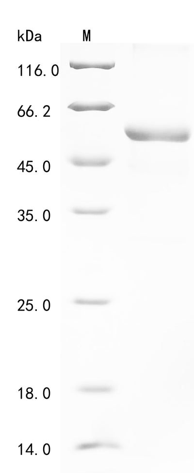 Greater than 85% as determined by SDS-PAGE.